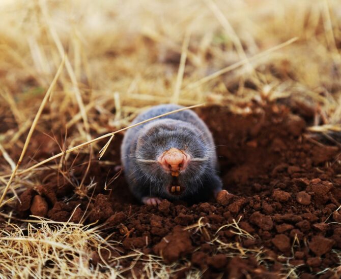 low-angle of mole on ground